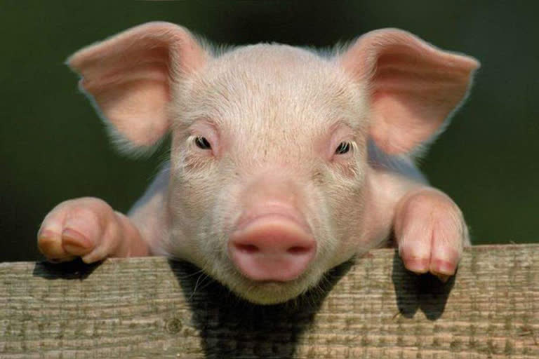 Pig-to-human transplants