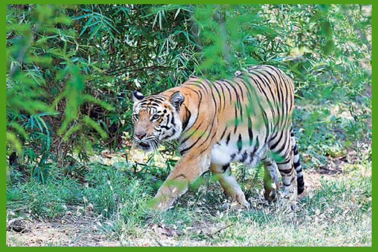 srisailam forest