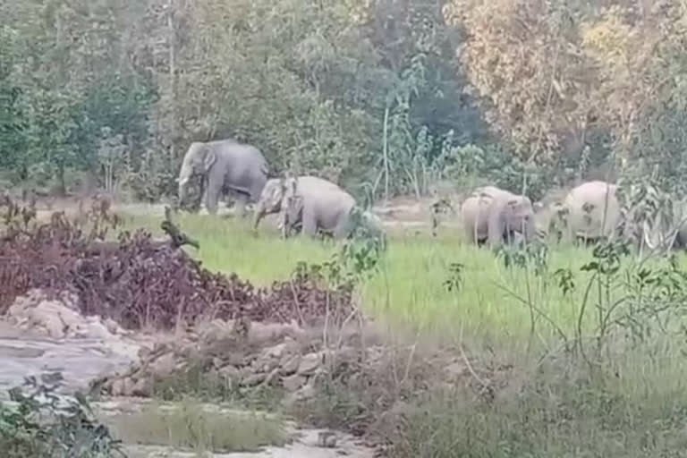 Elephants entering the settlement