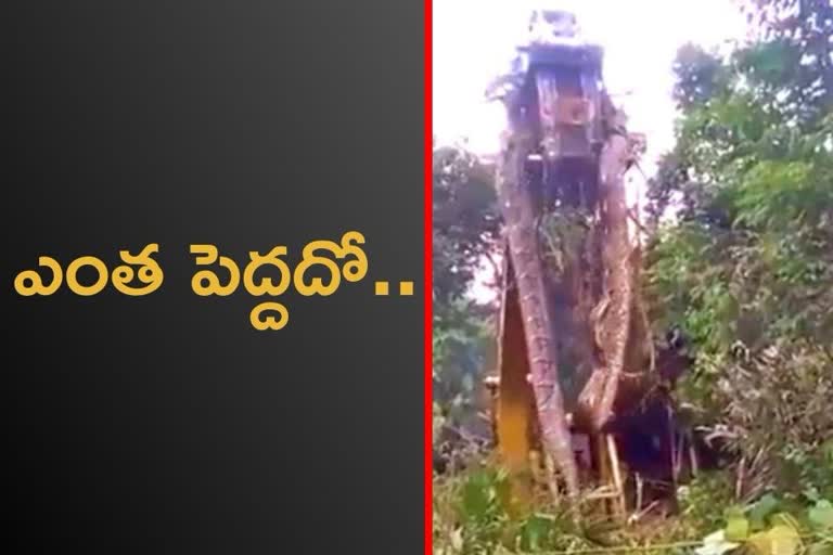 worlds biggest snake lifted by a crane in dominica