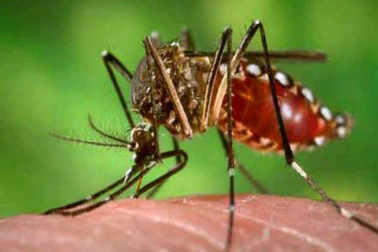 डेंगू के मामले , जयपुर में डेंगू , एसएमएस अस्पताल में डेंगू मरीज, Dengue patient in SMS hospital,  'Dengue free Rajasthan' campaign, Dengue in Rajasthan