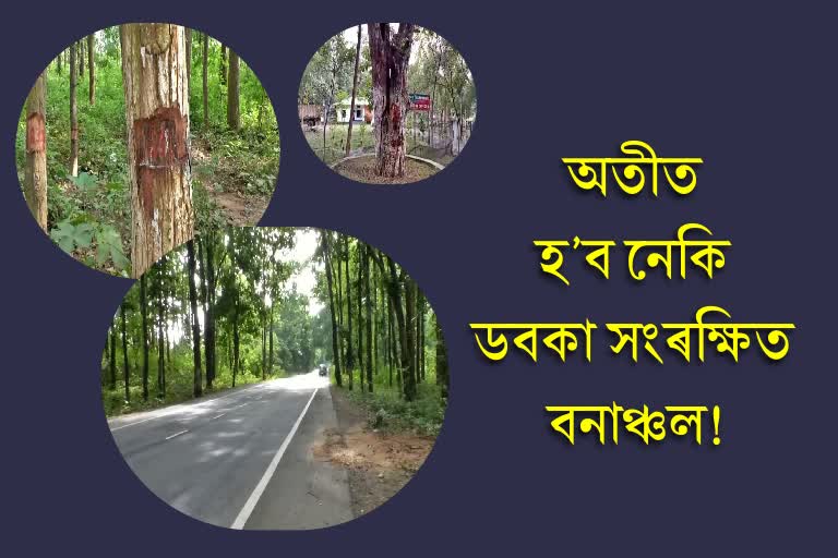 dabka reserve forest in danger