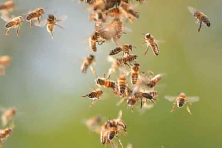 mad died in honey bees attack in vishakha district