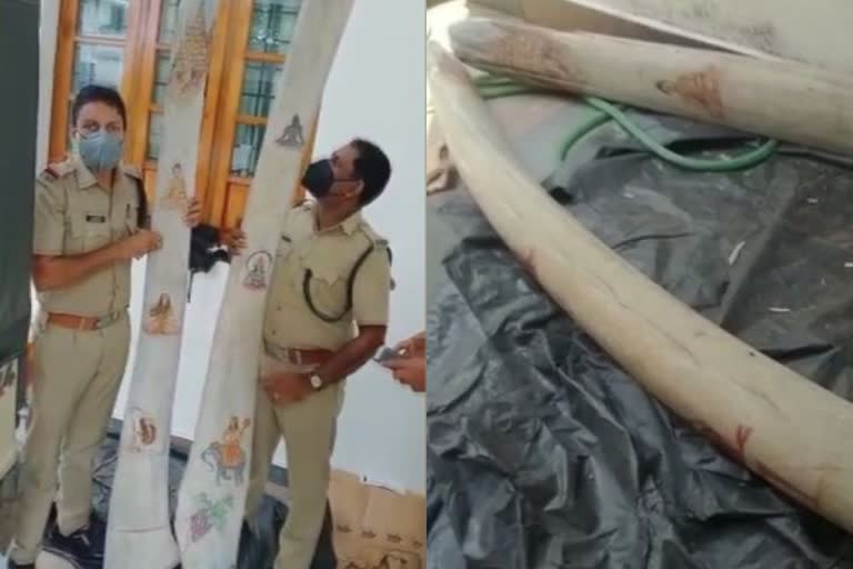 forest department  monson mavunkal  whale  bone of whale  bone of whale seized  വനംവകുപ്പ്  തിമിംഗലം  മോൻസൺ മാവുങ്കൽ  പുരാവസ്‌തു തട്ടിപ്പ്