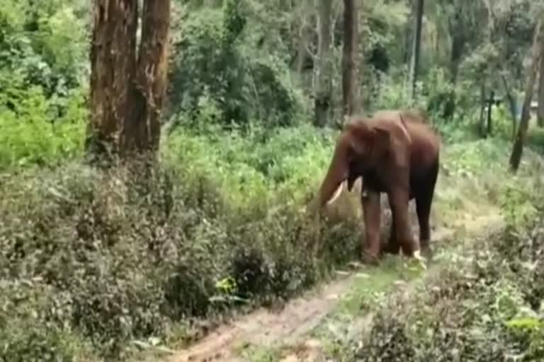 vinayaga elephant