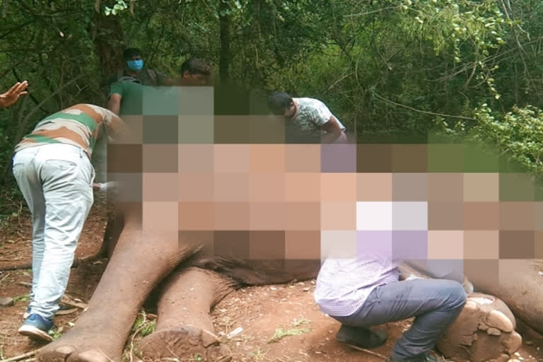 Elephant found dead with tusks missing in Coimbatore