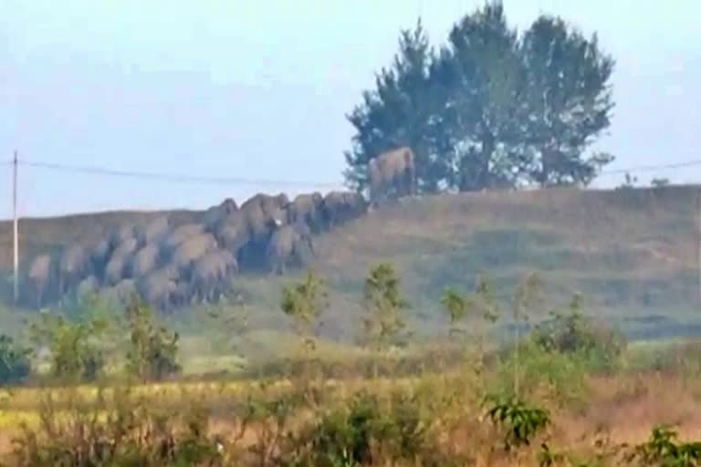 group of 25 elephants near Ambikapur city