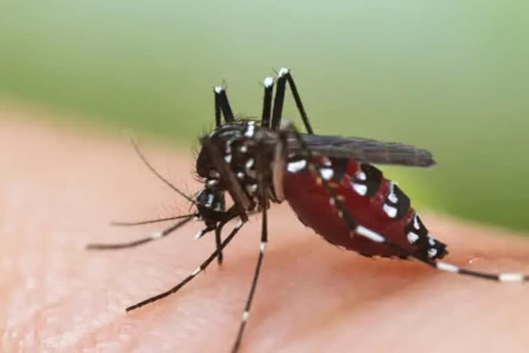 Dengue