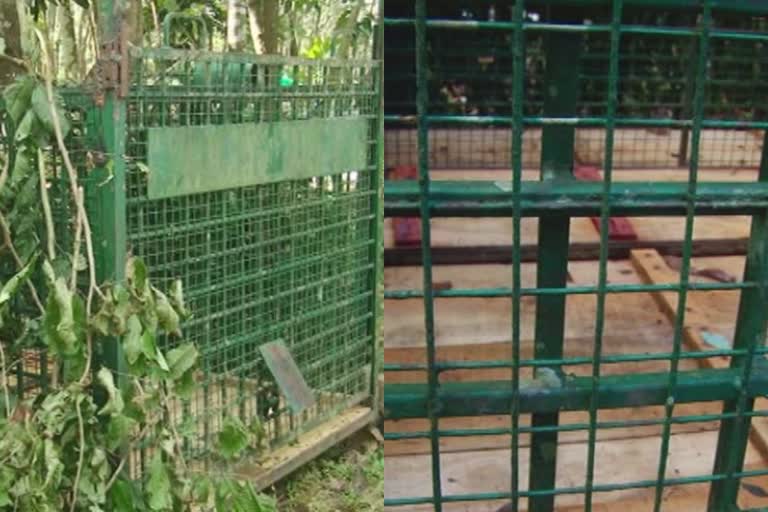 Widespread protest over non-activation of the Tiger Trap in Plamood  Tiger Trap  non-activation of the Tiger Trap in Plamood  പ്ലാമൂടിലെ പുലിക്കെണി പ്രവർത്തന സജ്ജമാക്കാത്തതിൽ വ്യാപക പ്രതിഷേധം  ഇരയില്ലാതെ പുലിക്കെണി  പുലിക്കെണി