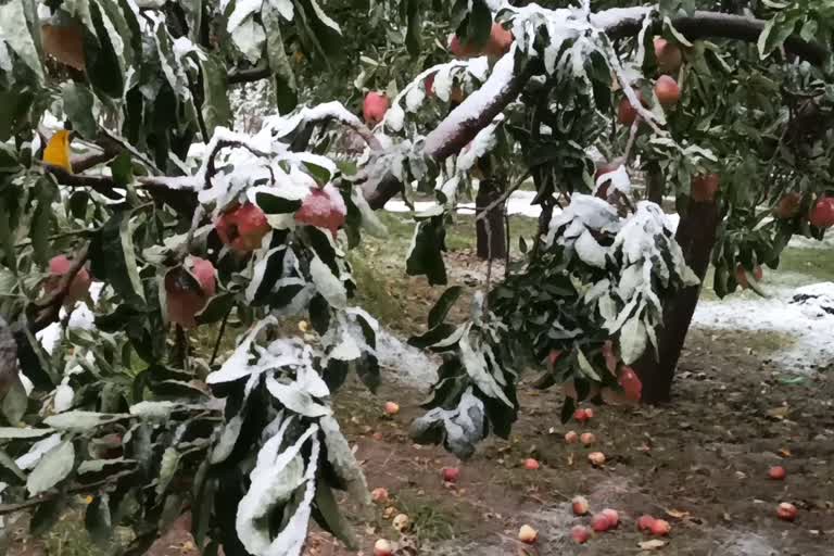 سرکار میوہ باغات کو ہوئے نقصان کا صحیح تخمینہ نہیں لگا رہی ہے: محبوبہ مفتی