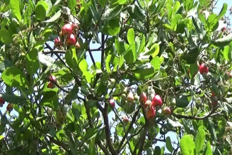 Kerala-based farmer aniyamma  new method developed aniyamma news  control pests in cashew news  innovation by Aniyamma news  Aniyamma in kannur  ആനിയമ്മയുടെ കണ്ടുപിടുത്തം  കശുമാവില്‍ പരീക്ഷണം വാര്‍ത്ത  കണ്ണൂരിലെ കശുമാവ് കര്‍ഷക ആനിയമ്മ  കശുമാവ് കര്‍ഷകര്‍