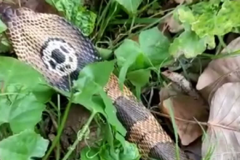 Spitting Cobra  Pirumadara, Ramnagar  venomous cobra  Monocled Cobra  cobra videos  cobras in Uttarakhand  snake videos  ഡെറാഡൂണ്‍  വിഷം ചീറ്റുന്ന മൂർഖൻ  മൂർഖൻ പാമ്പ്  ഉത്തരാഖണ്ഡ്  മോണോക്ലെഡ് കോബ്ര  സ്‌പിറ്റിങ് കോബ്ര