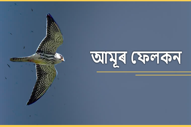 protection of amaru Falcon migratory birds