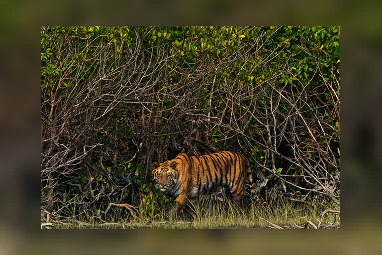 Fisherman killed by tiger