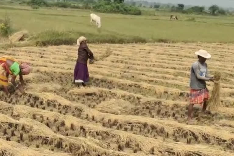 paschim bardhaman district administration decided to build a kisan mandi at kanksa