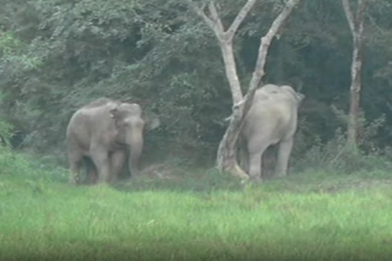 WILD ELEPHANT ROAMIONG IN GENDHALI