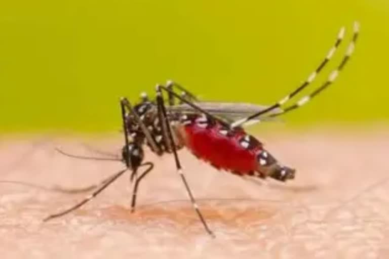 dengue