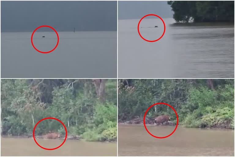 tiger-swimming-in-kabini-back-water-at-mysore