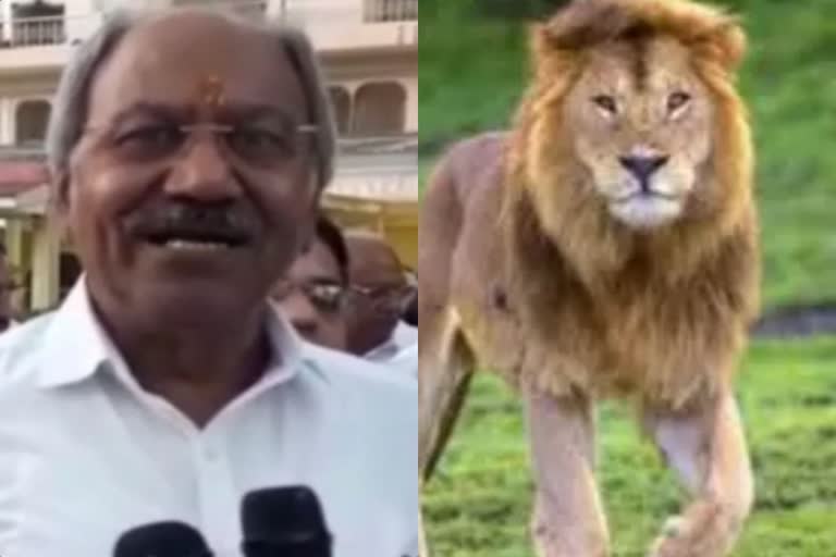 MLA big statement in Raipur on the protection of lions