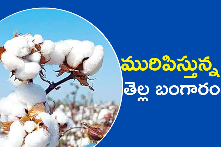 Cotton Price Hike in telangana
