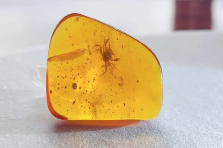 Scientists discovered immortal crab in amber aged 10 crore years