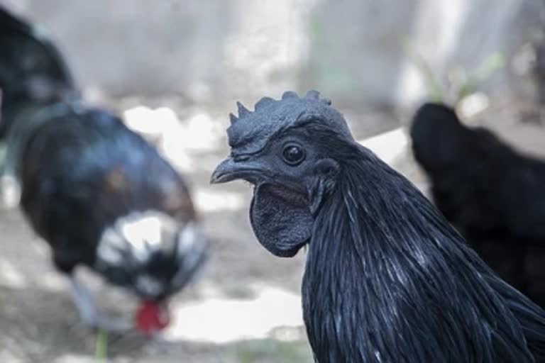 2 thousand Kadaknath chicks will be distributed on MP Foundation Day