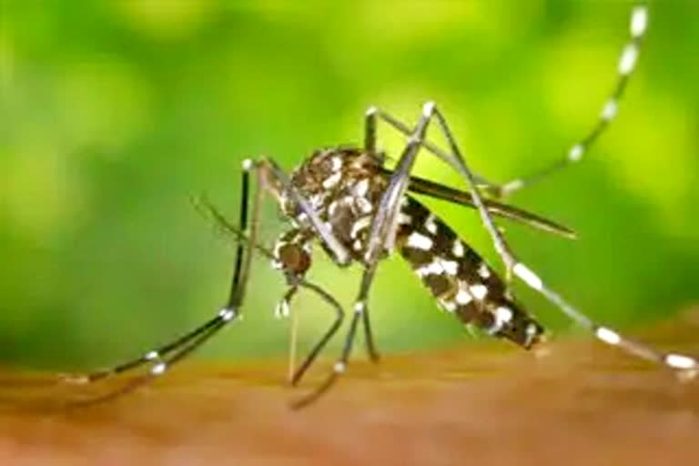 Dengue havoc in Madhya Pradesh