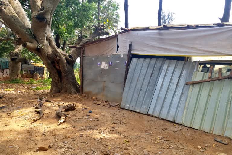 woman-died-by-tree-branch-falls-on-her-head