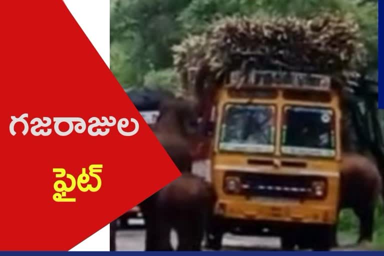 Elephants fight over lorry load of sugarcane, stop traffic on highway