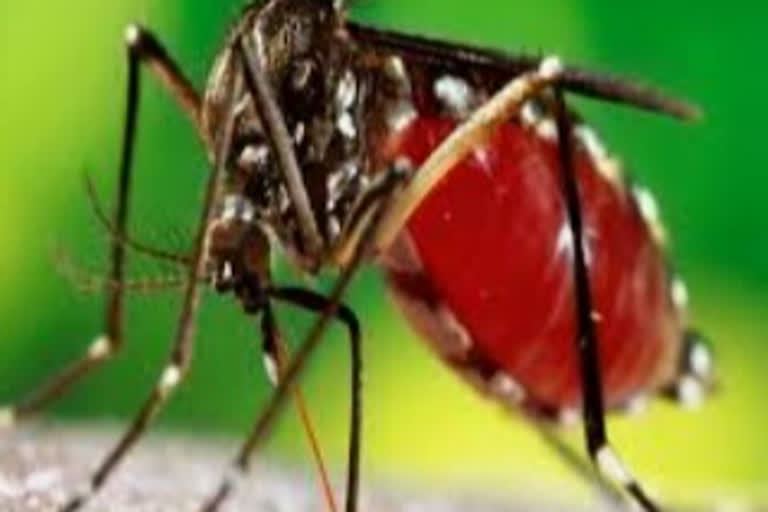 dengue