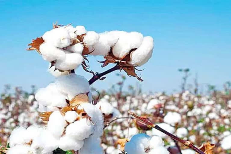 Market‌yard cotton