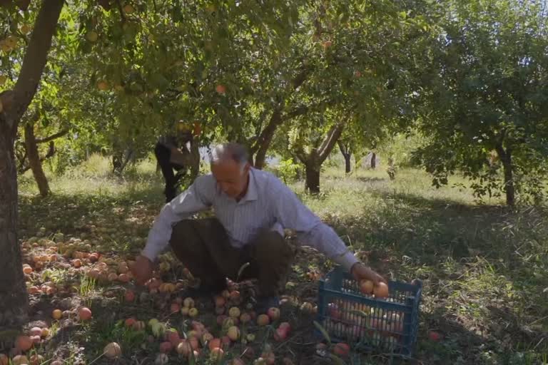 Security issues hurt Kurdish apple harvest in Iraq