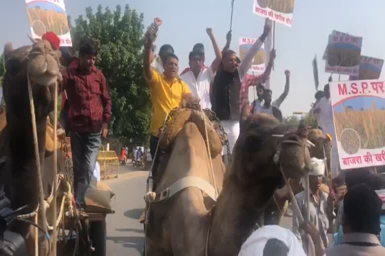एमएसपी पर खरीद,  बाजरी की खरीद, सांसद किरोड़ी लाल मीणा, , purchase of millet,  protest on camel cart