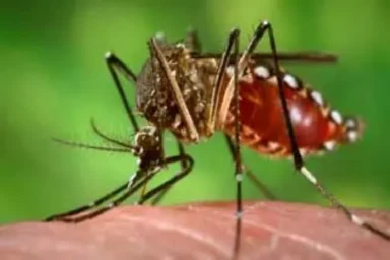 dengue in Bharatpur, Bharatpur news