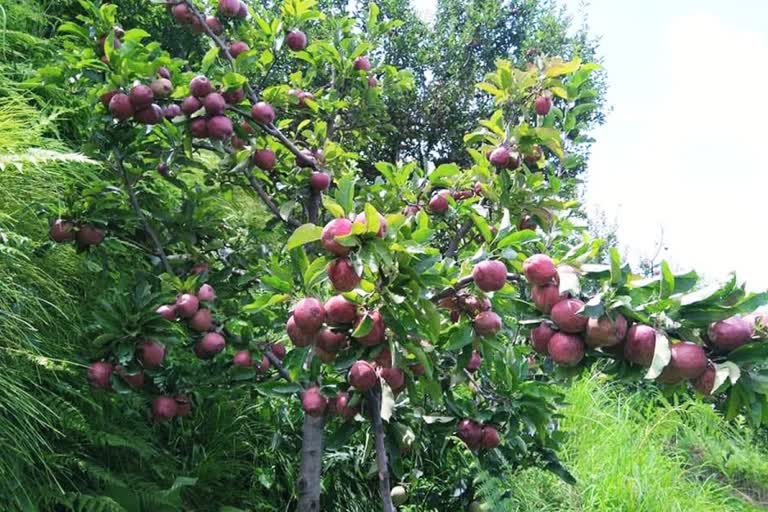 apple production in himachal