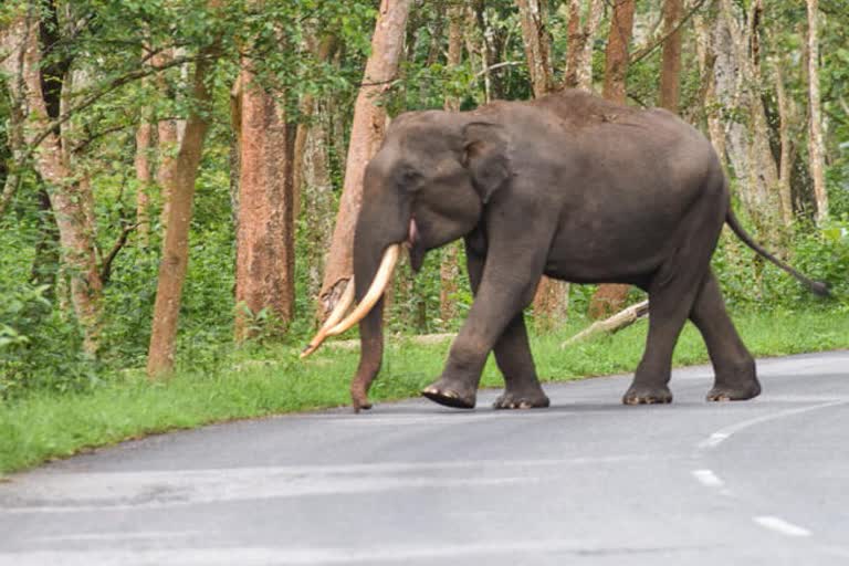 யானை தாக்கி முதியவர் உயிரிழப்பு