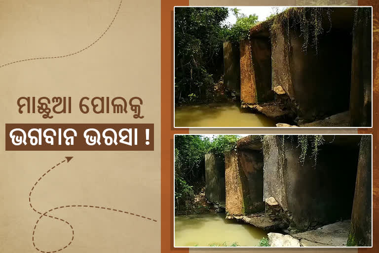 ବିପଦ ସଙ୍କୁଳ ଅବସ୍ଥାରେ ମାଛୁଆ ପୋଲ, ଜୀବନକୁ ବାଜିରେ ଲଗାଇ ଯାତାୟତ କରୁଛନ୍ତି ଲୋକେ