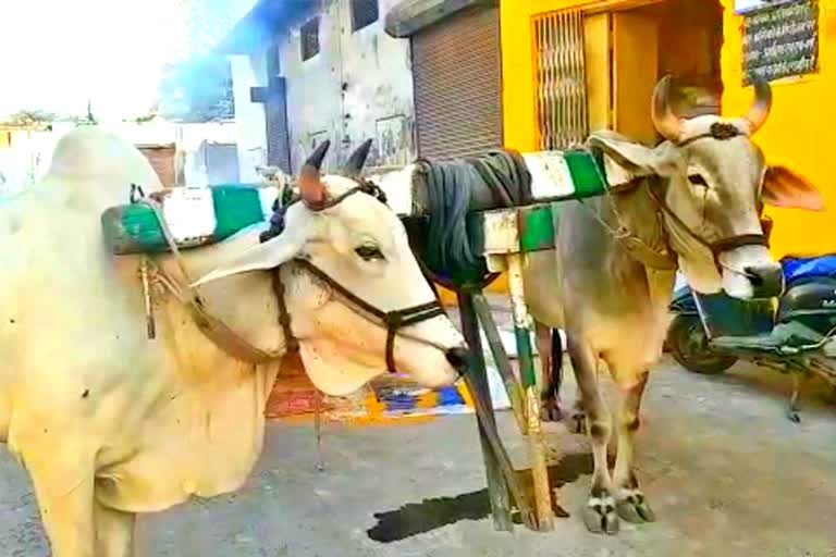 Bullock carts increasing in Indore