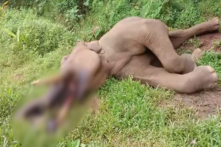 Elephant dead thrissur  കാട്ടാന ചെരിഞ്ഞ നിലയിൽ  wild elephant found dead  mattathur wild elephant found dead  wild elephant found dead in thrissur  wild elephant found dead in mattathur  mattathur wild elephant  കാട്ടാന  കാട്ടാന മരണം  മറ്റത്തൂർ കാട്ടാന