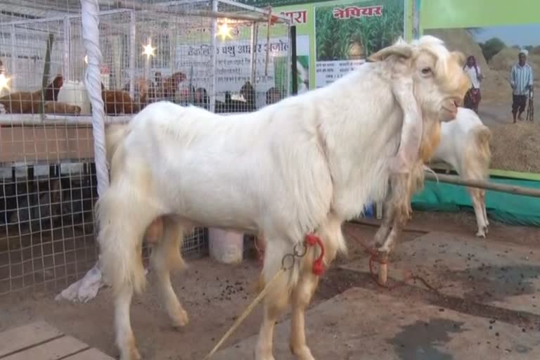 most expensive goat seen in the National Tribal Dance Festival