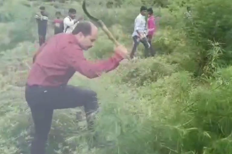 CANNABIS PLANTS DESTROYED BY SP IN G MADUGULA VISHAKHA DISTRICT