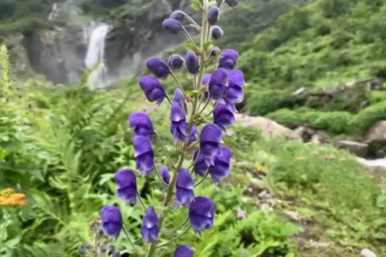 valley of flowers closed