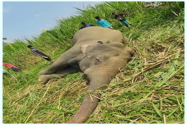 wild-elephant-death-body-rescue-at-diphu