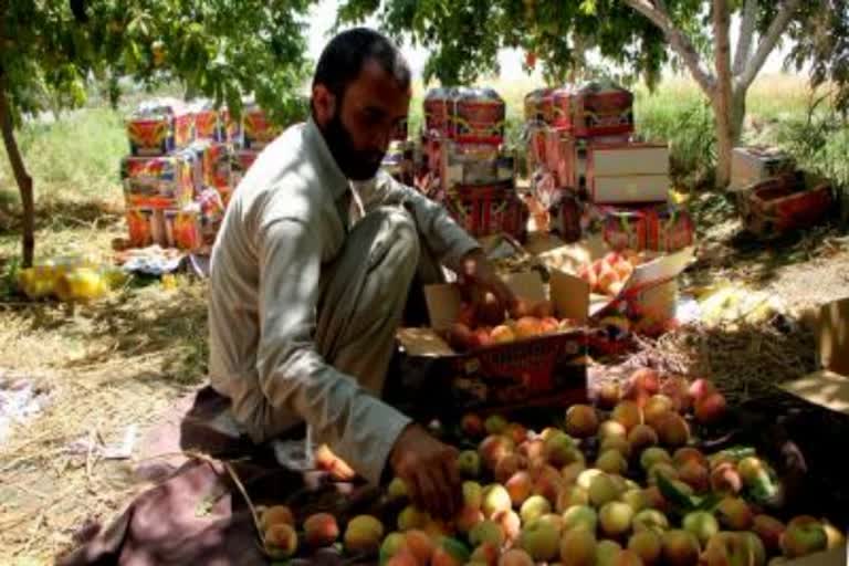 तालिबान किसान जकात कर देने को मजबूर