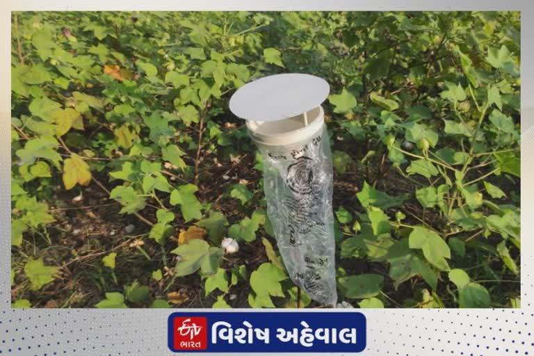 જૂનાગઢ એગ્રીકલ્ચર યુનિવર્સિટીના વૈજ્ઞાનિકોએ ફેરોમોન ટ્રેપની કરી શોધ, ખેડૂતોને ઈયળના ઉપદ્રવ સામે મળશે રક્ષણ