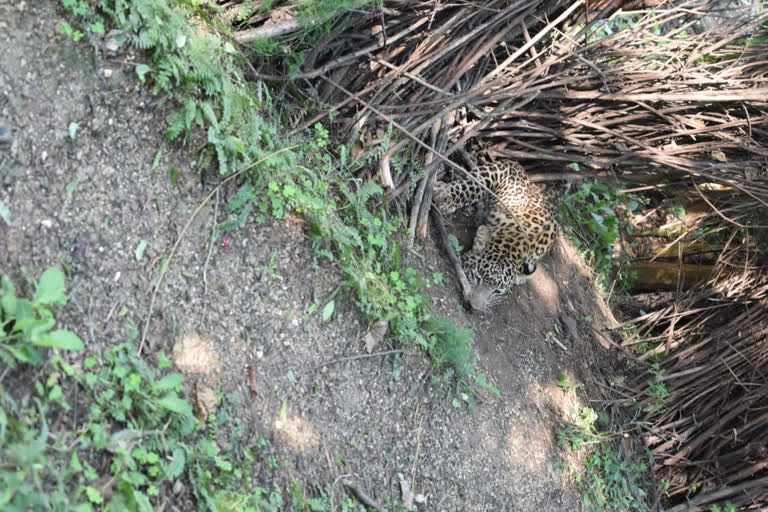 Leopard trapped in barbed wire in Koel village