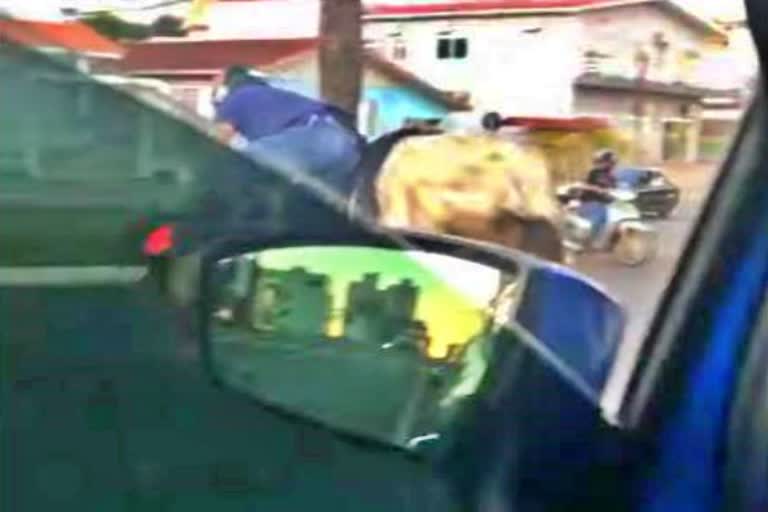 Cow Knocks Down Motorcyclist:  viral video