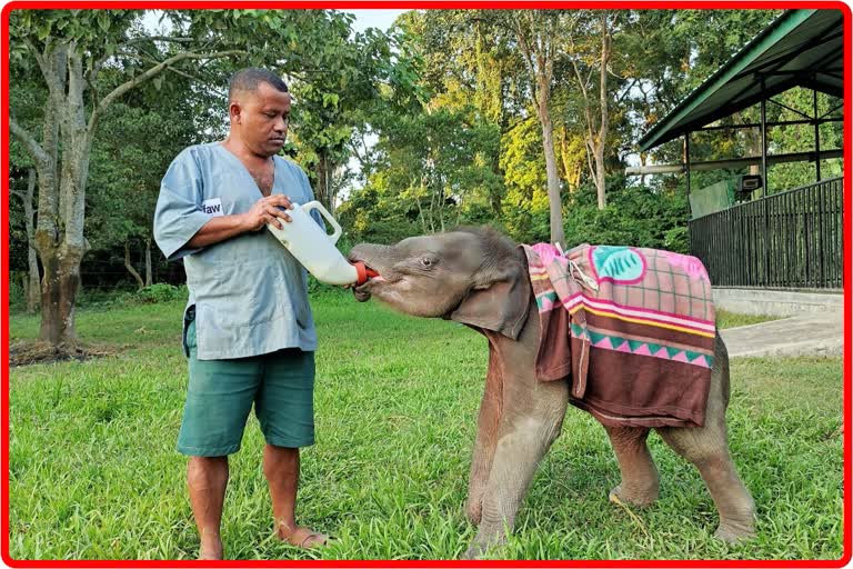 New Guest at Panbari (CWRC) in Kaziranga