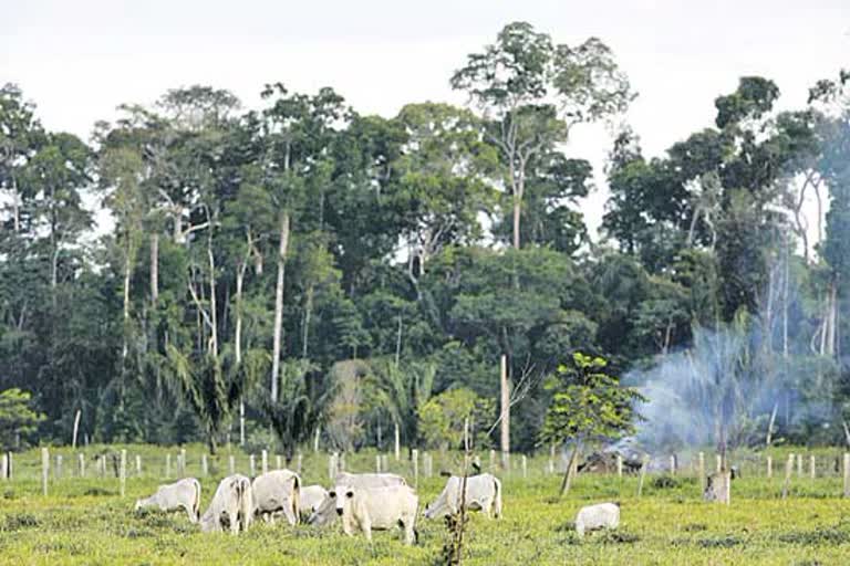 livestock grazing permits