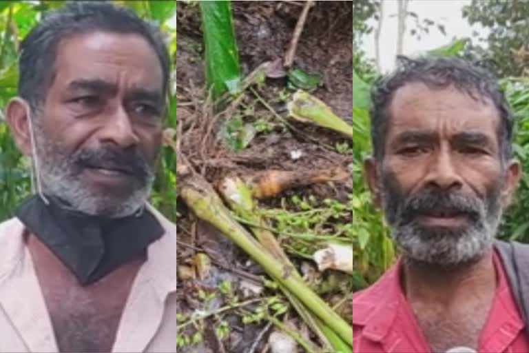 ഇടുക്കി  wild elephant  wild elephant attack  elephant attack  idukki  animal attack  കാട്ടാന ശല്യം രൂക്ഷം  കാട്ടാന ശല്യം  കര്‍ഷകര്‍